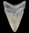 Fossil Megalodon Tooth - Georgia #78076-2